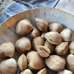 Fresh Littleneck Hard Clams, Chesapeake Bay, Virginia