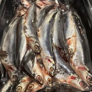 Anchovies, Whole, Peruvian, 1 LB TRAY
