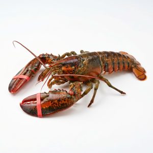 Fresh Maine Lobsters